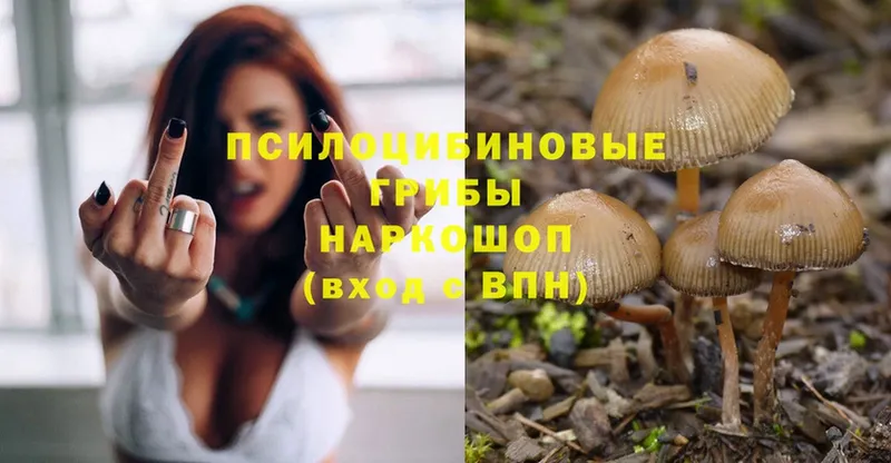 Галлюциногенные грибы Psilocybine cubensis  купить   Вышний Волочёк 